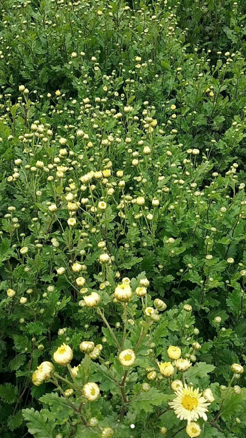 自家种植杭白菊花刚刚上市，绝对无硫。