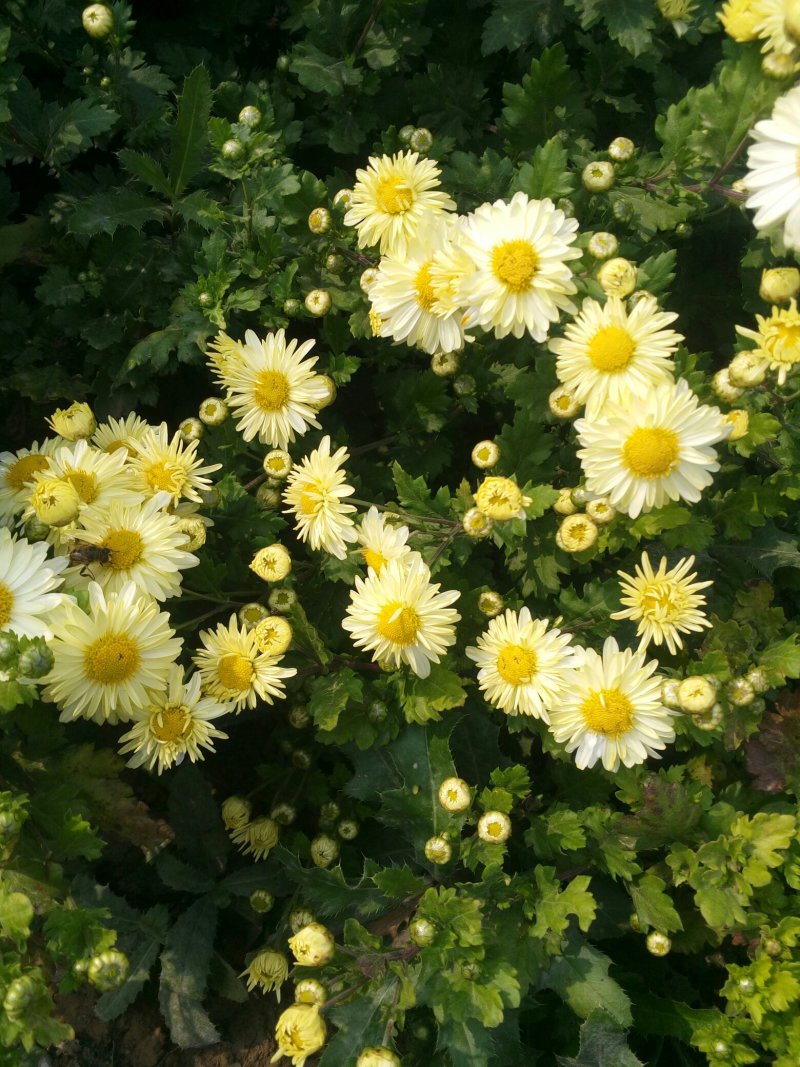 自家种植杭白菊花刚刚上市，绝对无硫。