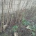 （有好货）大红袍花椒苗，地1.2公分（温馨提示：不包邮）