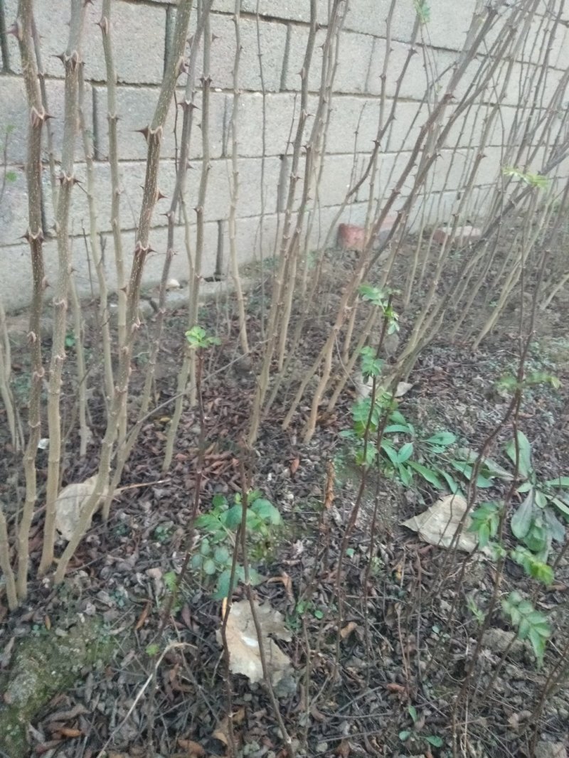（有好货）大红袍花椒苗，地1.2公分（温馨提示：不包邮）