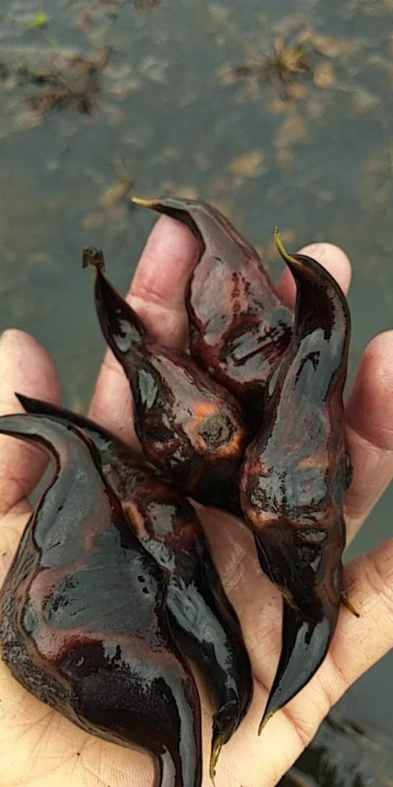 菱角苗，菱角种，大青菱角苗，优质高产，包成活