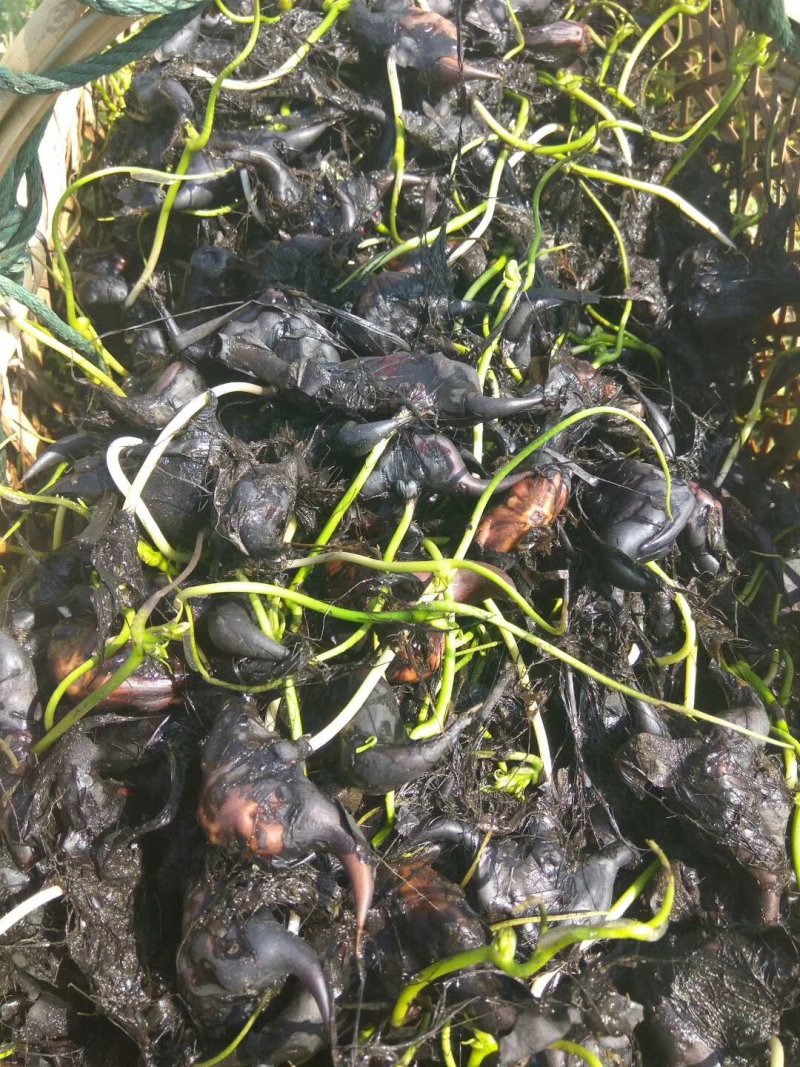 菱角苗，菱角种，大青菱角苗，优质高产，包成活