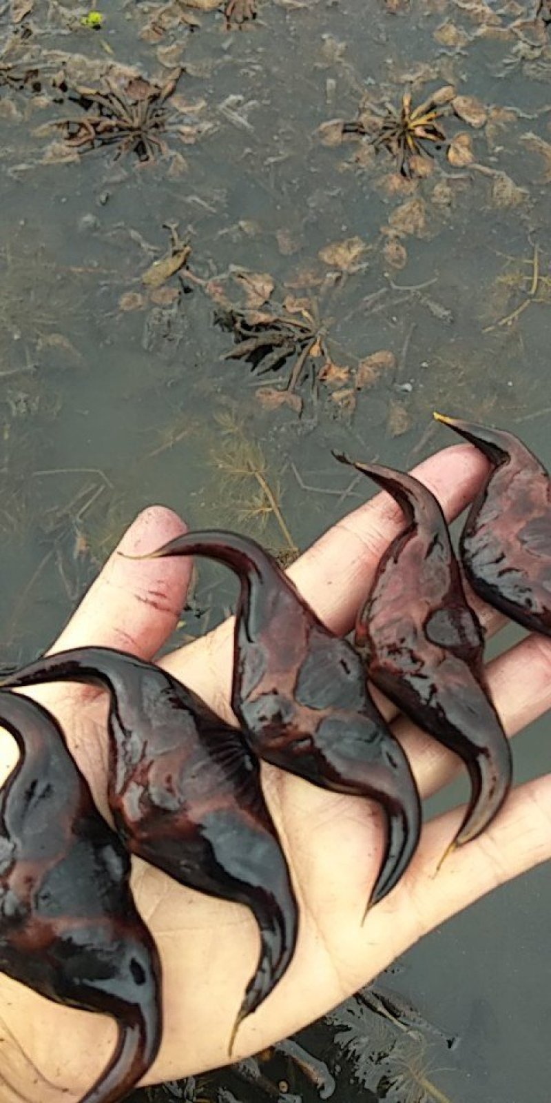 菱角苗，菱角种，大青菱角苗，优质高产，包成活