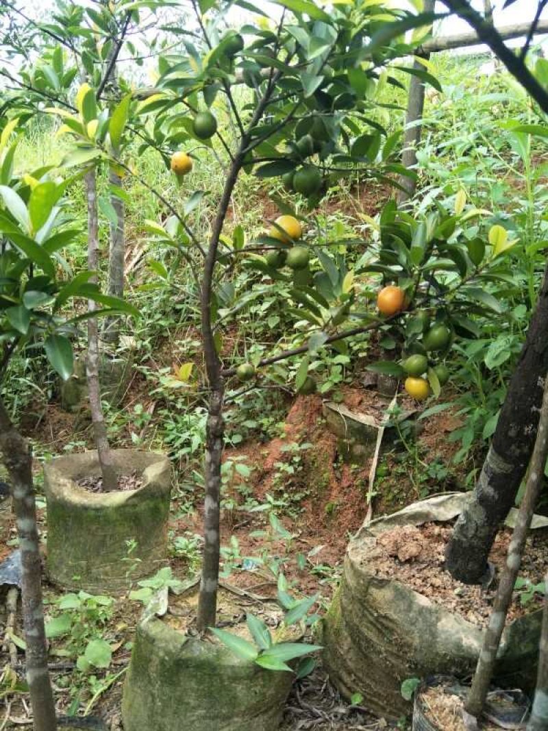 优质黄金山竹苗，岭南山竹苗，泰国山竹苗，基地批发放心苗