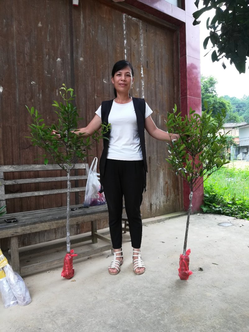 优质黄金山竹苗，岭南山竹苗，泰国山竹苗，基地批发放心苗