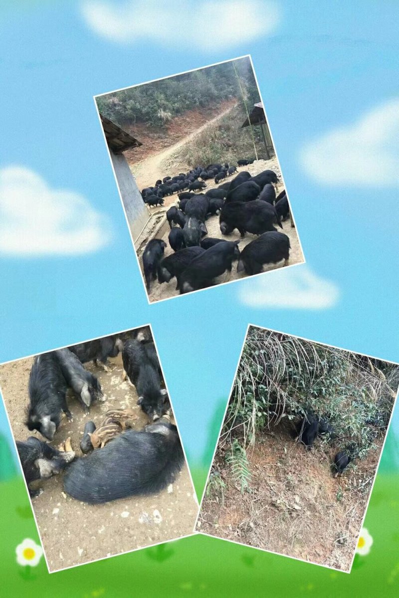湖南溆浦藏香猪2680元/头—香猪天然放养产地直销