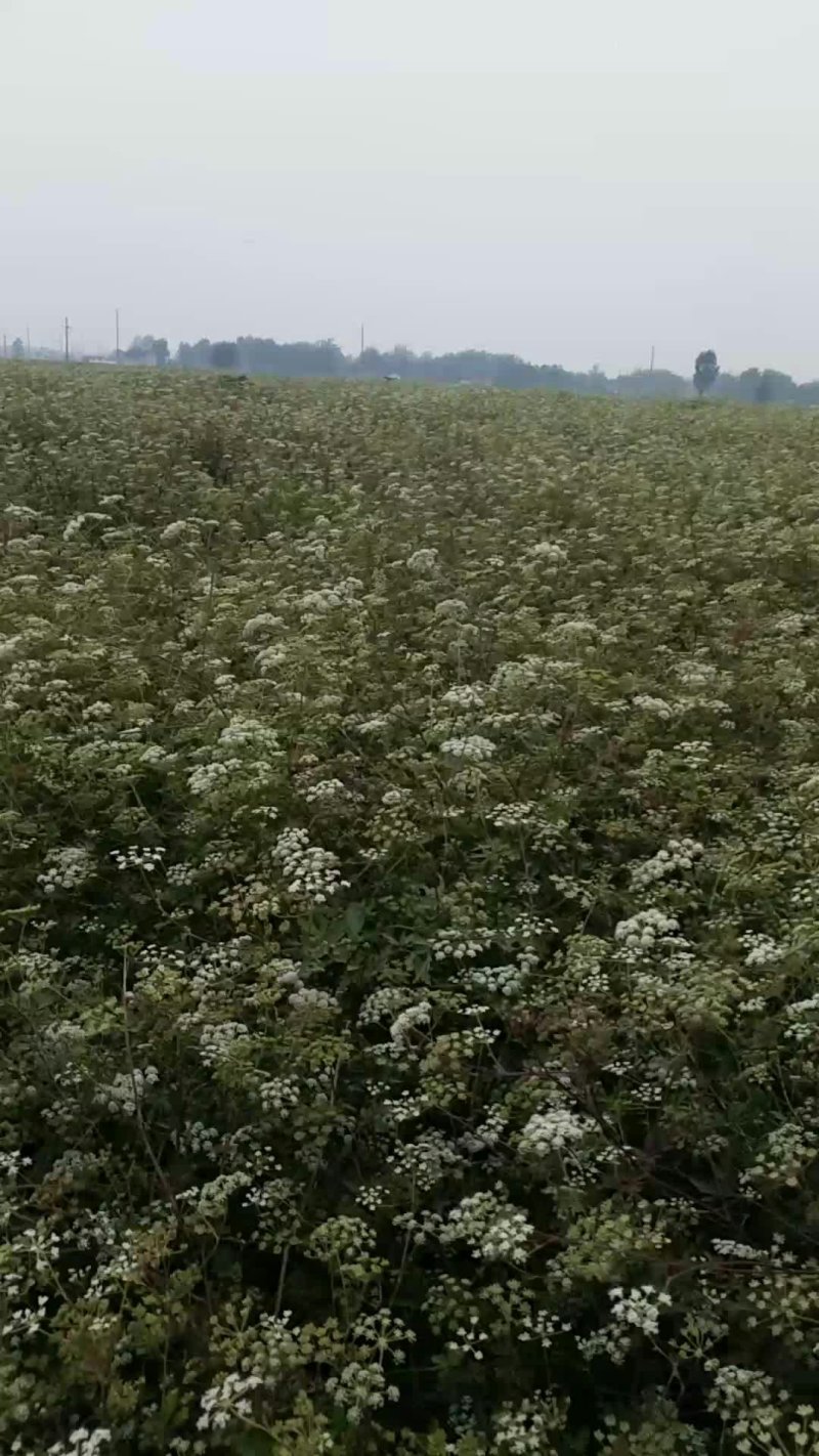 白花前胡种子