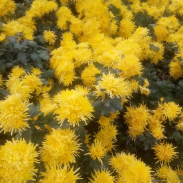 金丝皇菊