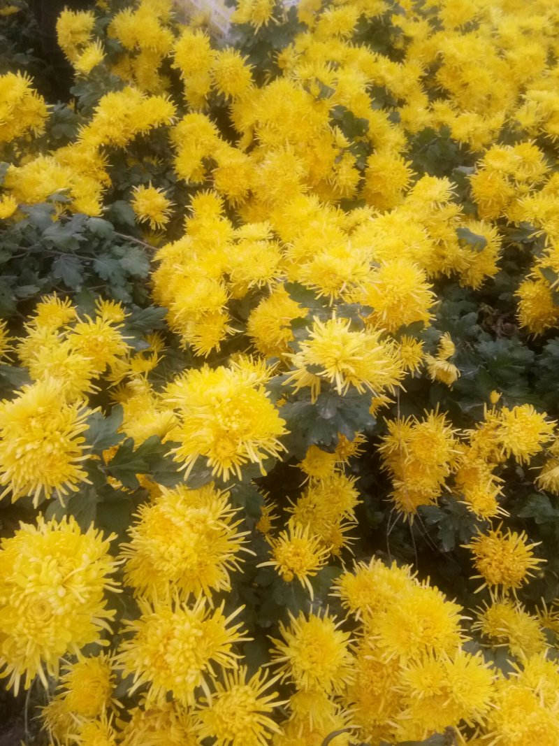 金丝皇菊