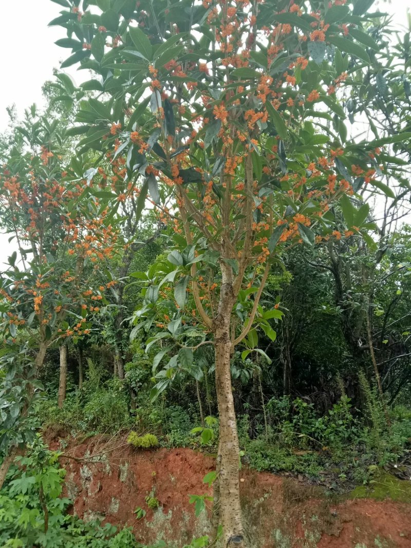 桂花树一大、小规格都有，欢迎老板联系