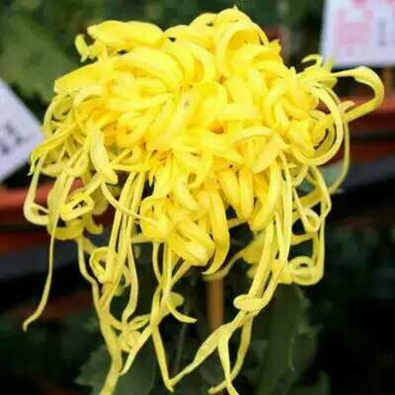 菊花