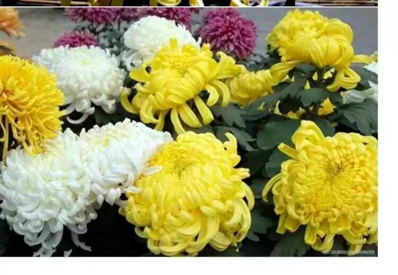 菊花