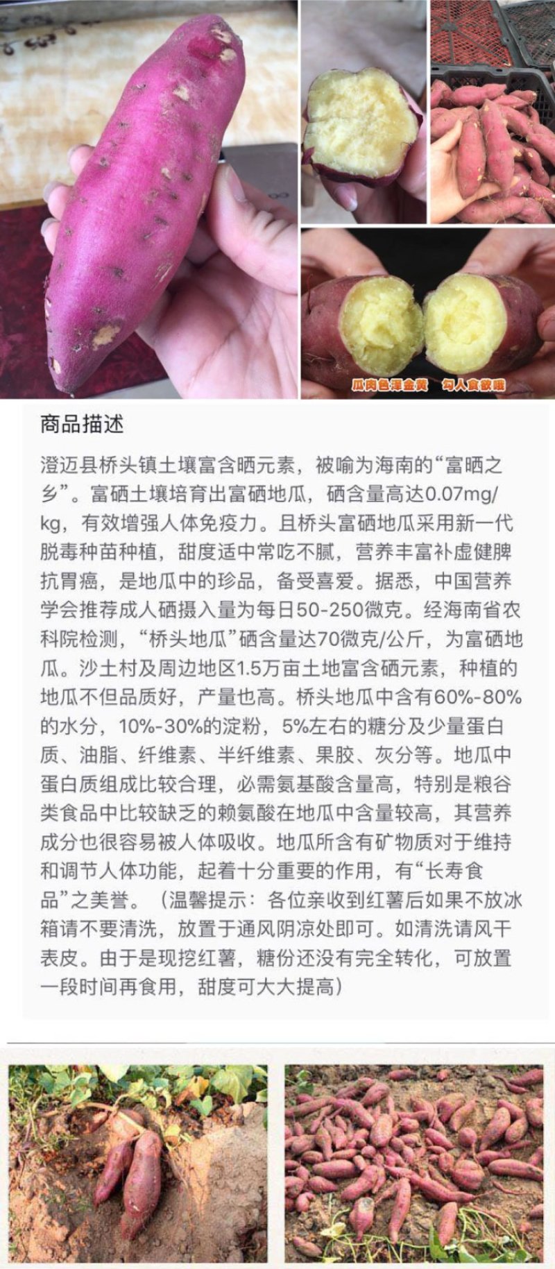 现挖海南澄迈桥头地瓜板栗薯五斤装包邮一件代发