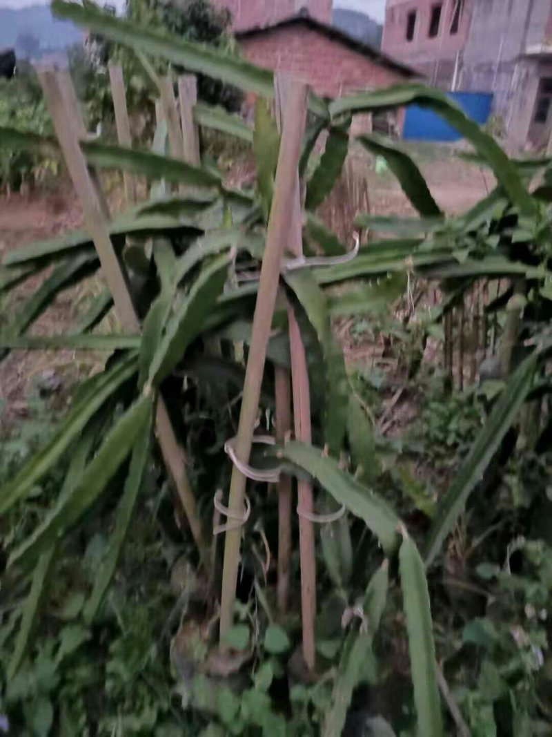 火龙果苗可视频看货支持线上交易产地直销