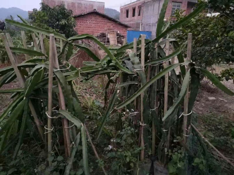 火龙果苗可视频看货支持线上交易产地直销