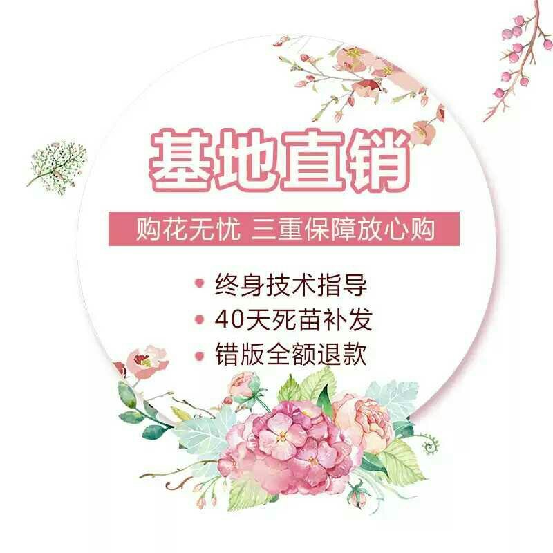 欧月