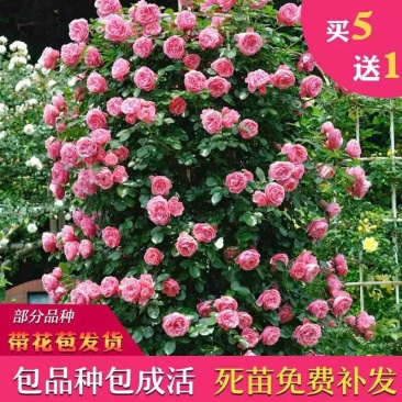 欧月