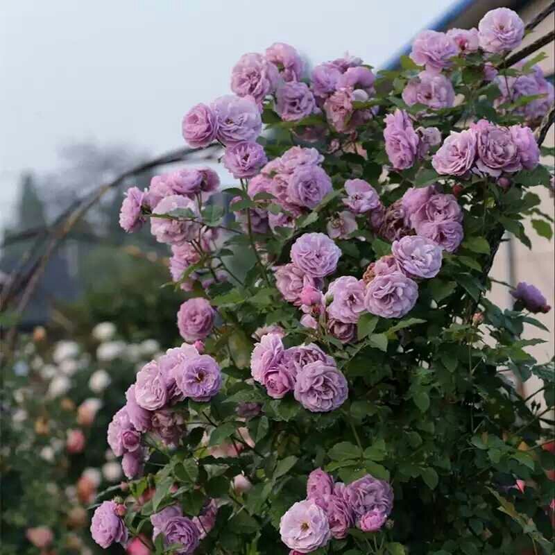 欧月