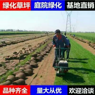 草坪