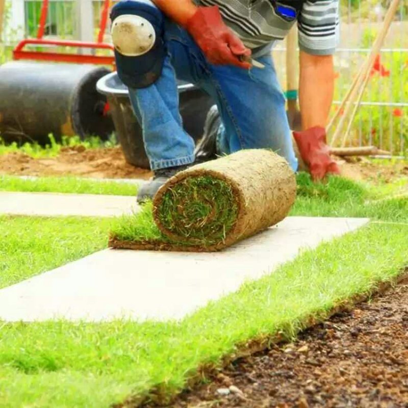 草坪