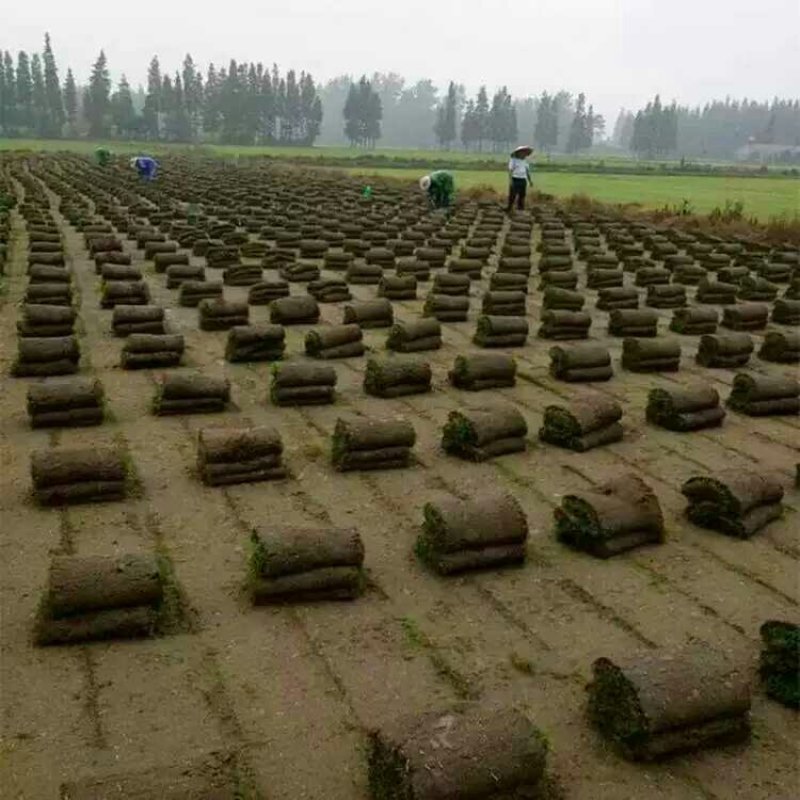 草坪