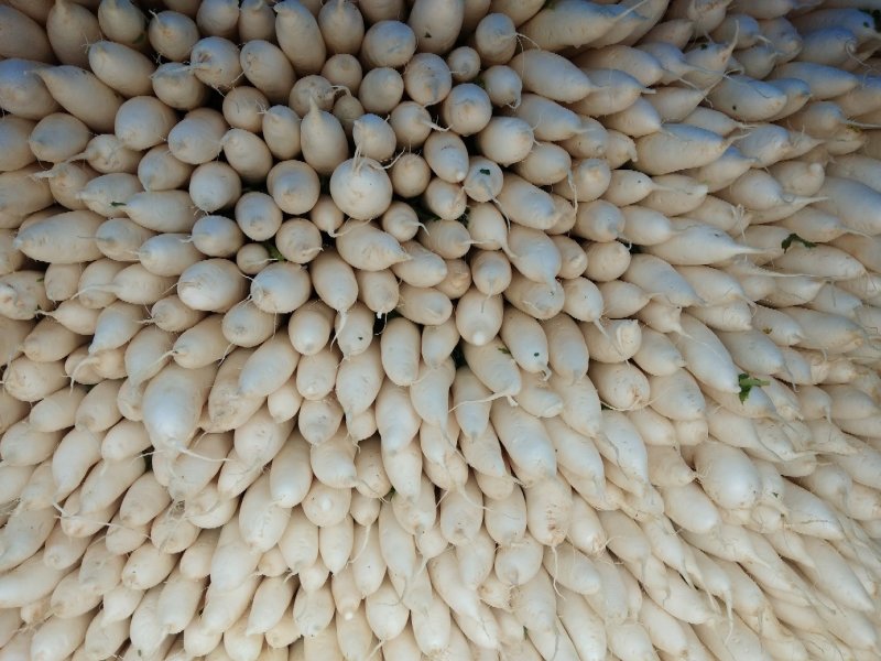 白萝卜，2斤以上，质量很好，有需要的联系我