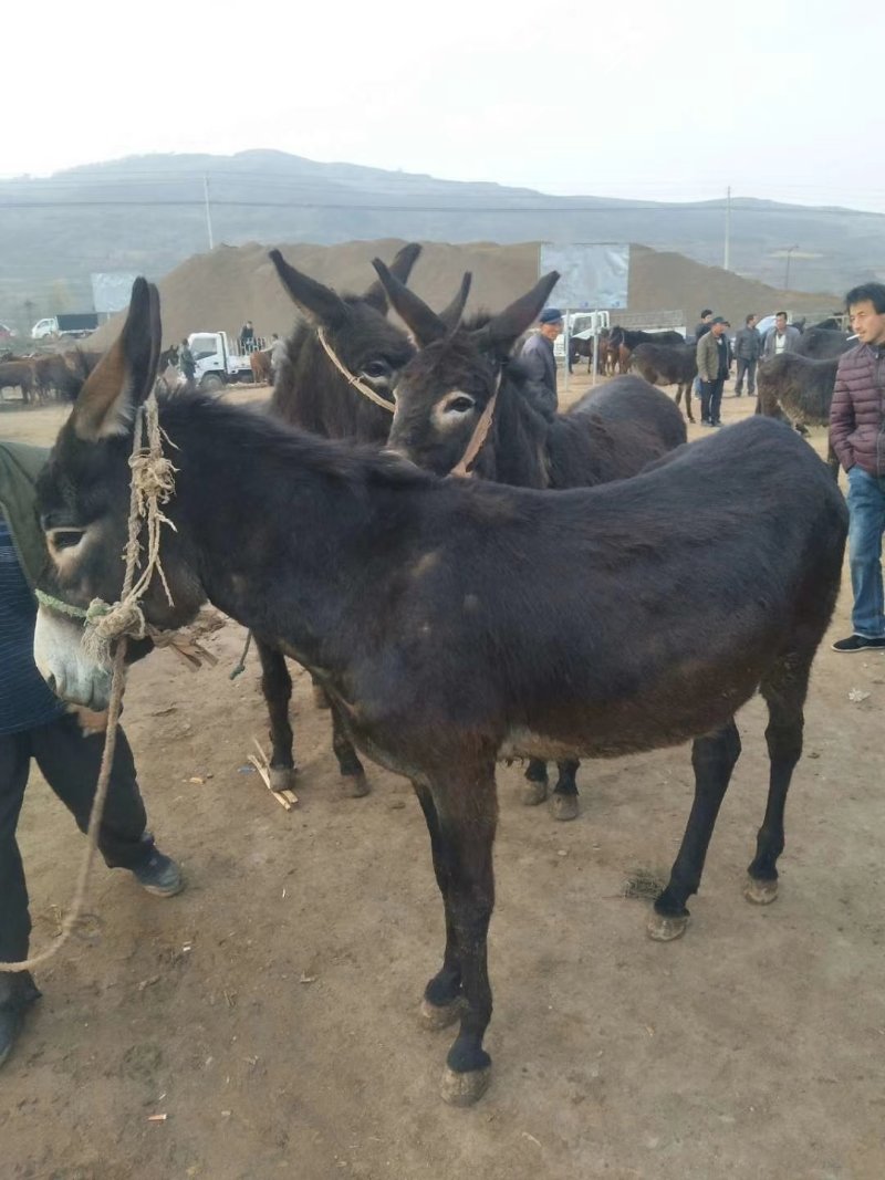 肉驴