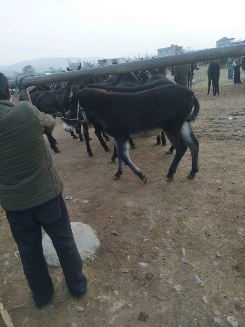 肉驴