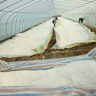社旗三粉之乡，红薯淀粉
