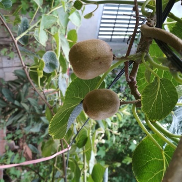 其它