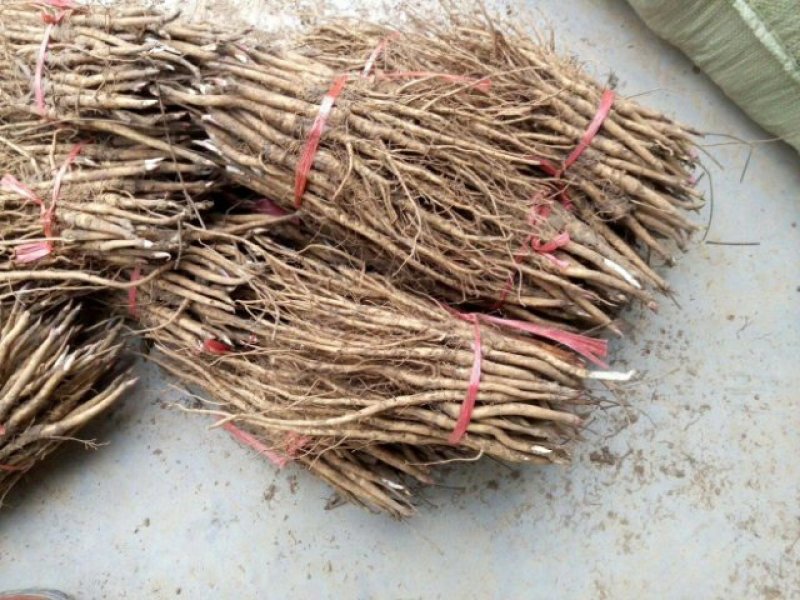 油用牡丹苗，基地直销，现要现挖，保证质量保证品种