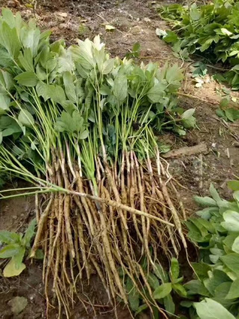 油用牡丹苗，基地直销，现要现挖，保证质量保证品种