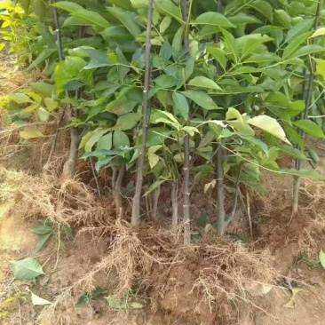 吴茱萸苗50~80cm