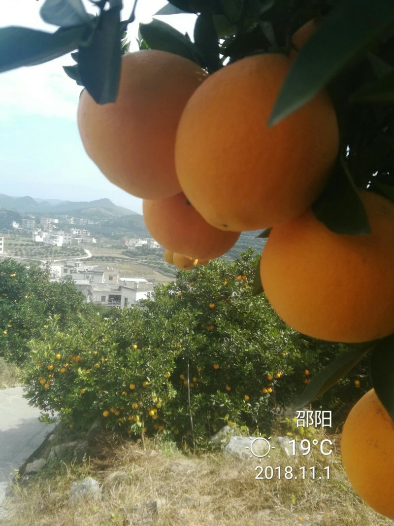 纽荷尔精品脐橙优质脐橙基地