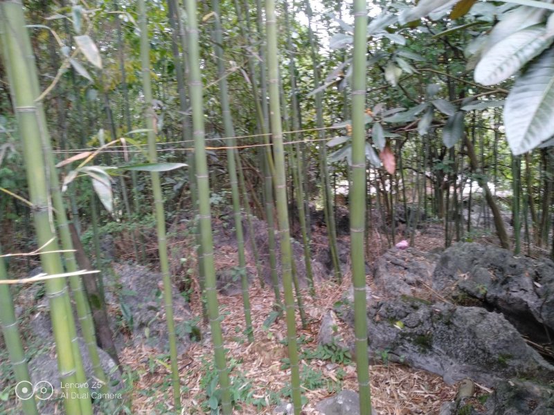 金竹