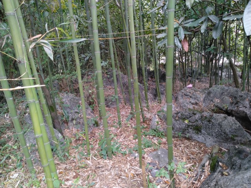 金竹