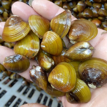 黄沙蚬子