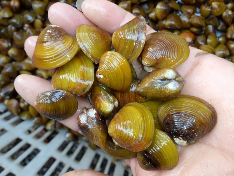 黄沙蚬子