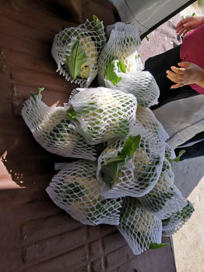 雪球白面实花菜加工厂超市都可