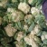 雪球白面实花菜加工厂超市都可