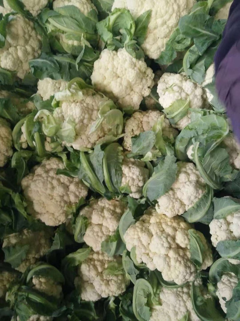 雪球白面实花菜加工厂超市都可