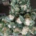 雪球白面实花菜加工厂超市都可