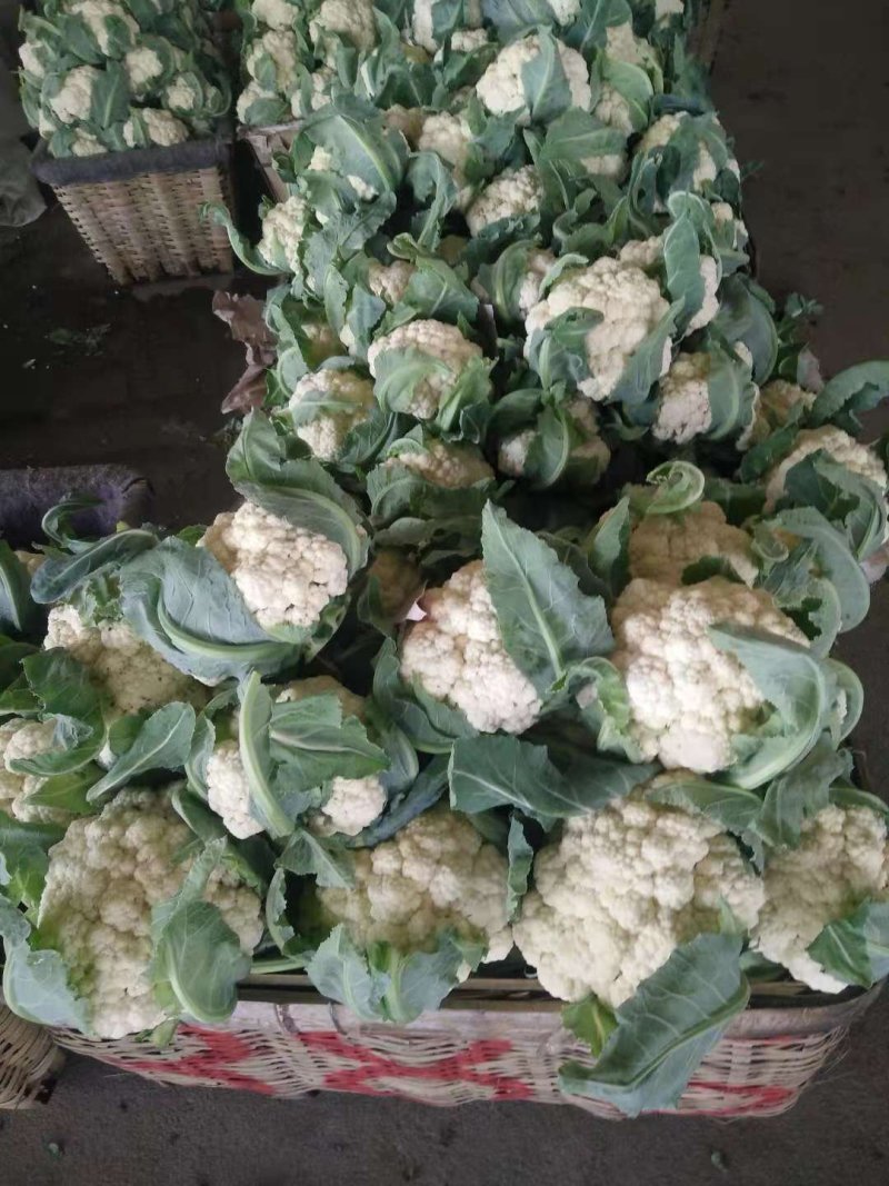 雪球白面实花菜加工厂超市都可