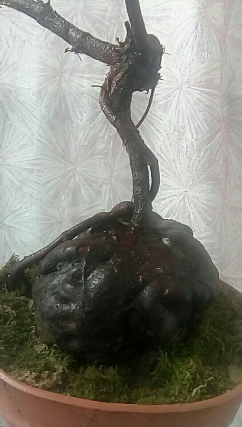 纯野生何首乌盆栽