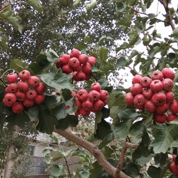 大金星,穿糖葫芦.做糖雪球.产地直发量大从优欢迎选购