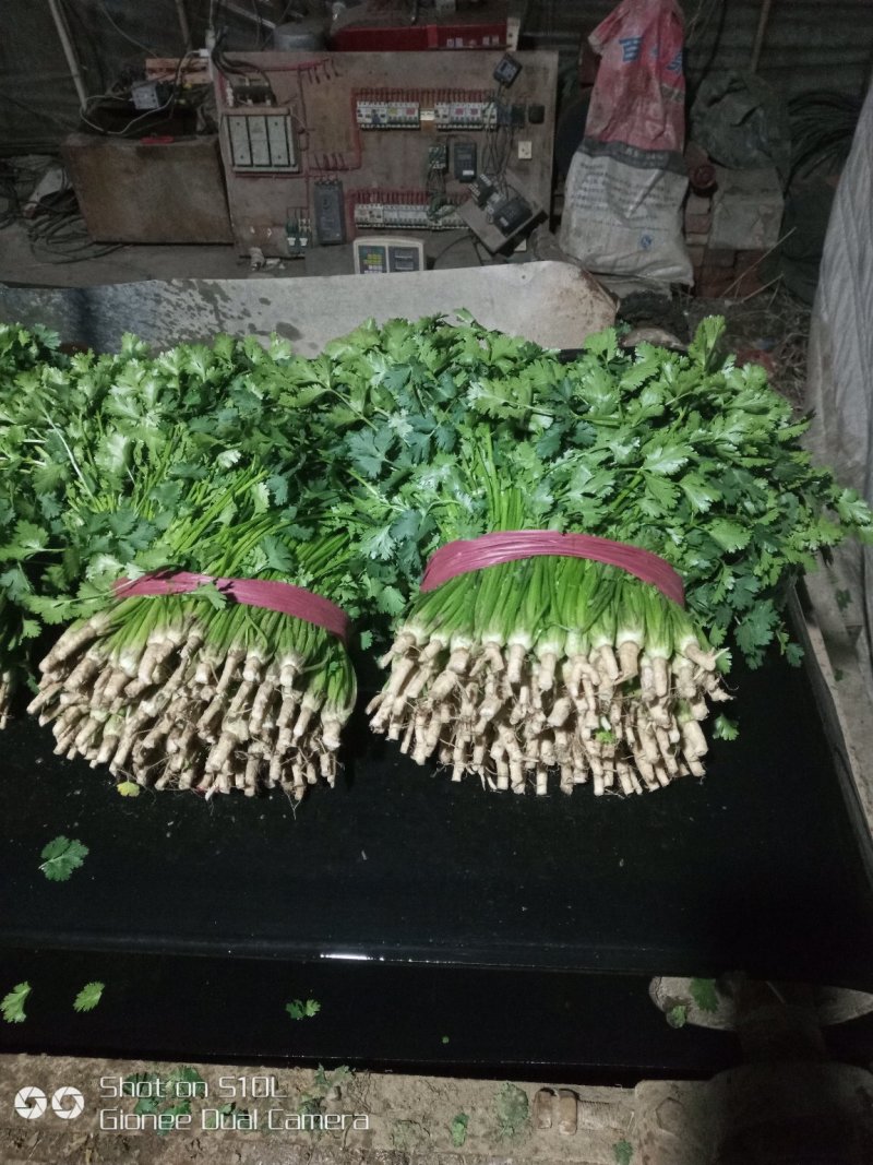 大叶香菜20~30厘米