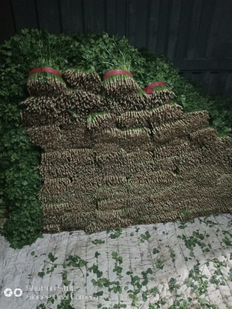 大叶香菜20~30厘米