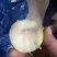 台湾牛奶大青枣，