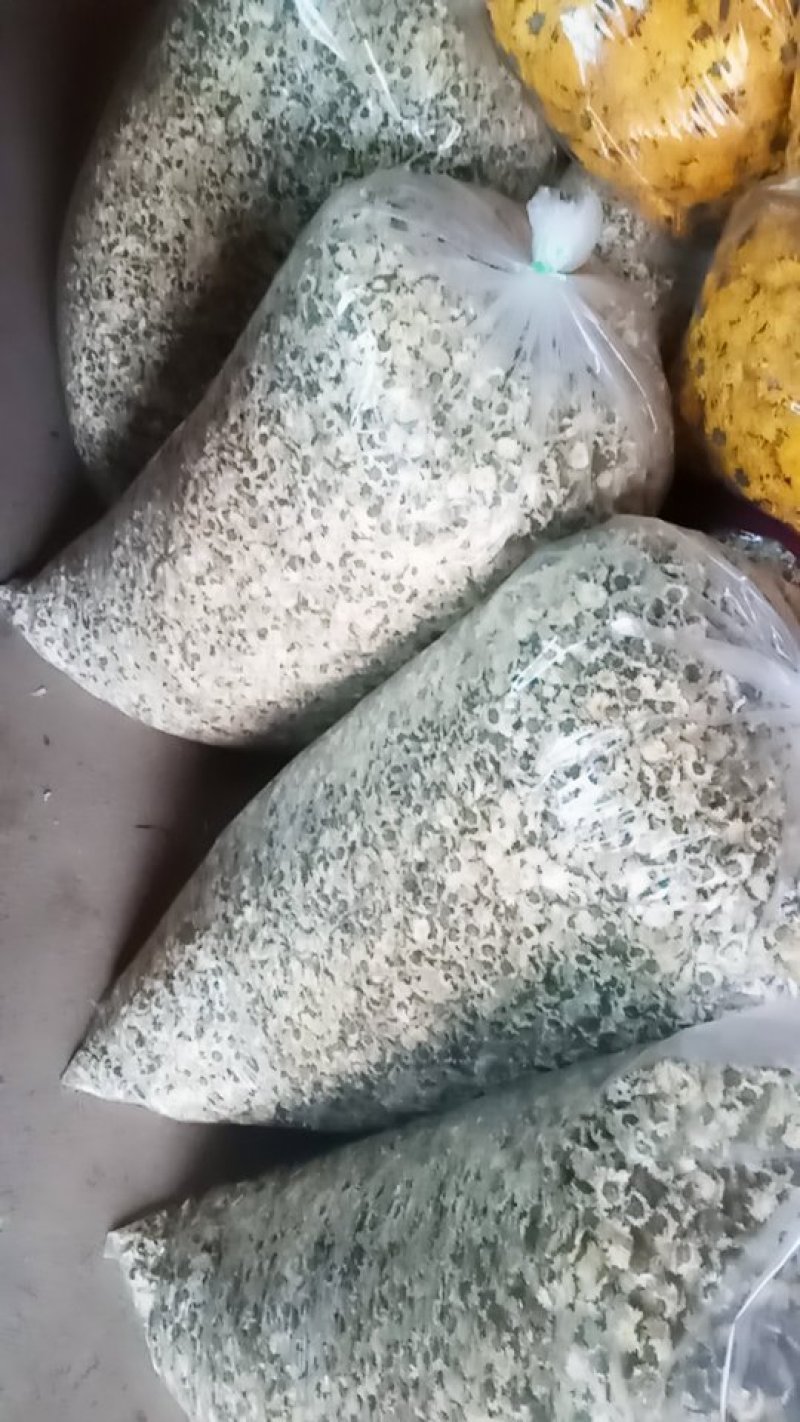 菊花供应