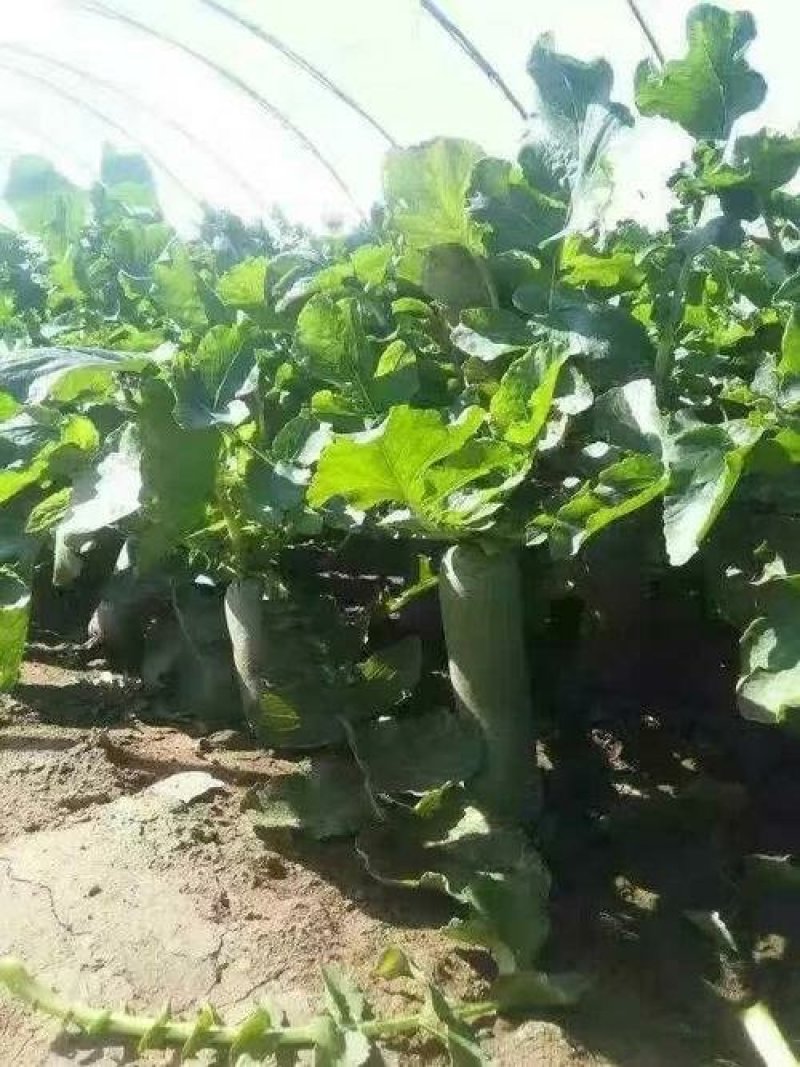 山东潍坊青萝卜大量上市质量杠杠滴